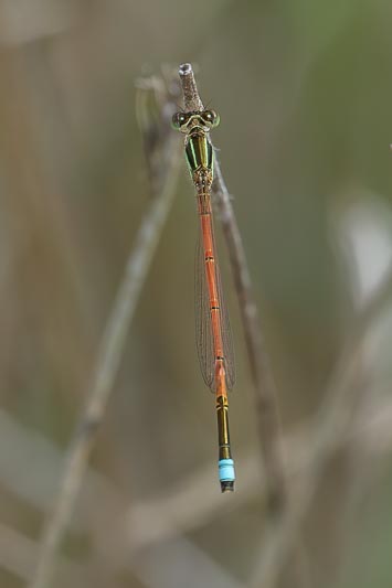 Ischnura aurora (Aurora Bluetail) male 2.jpg